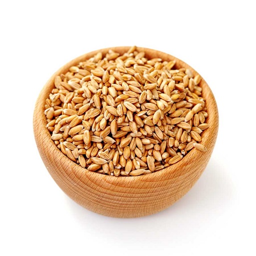 Organic Barley Dalia (Jav)